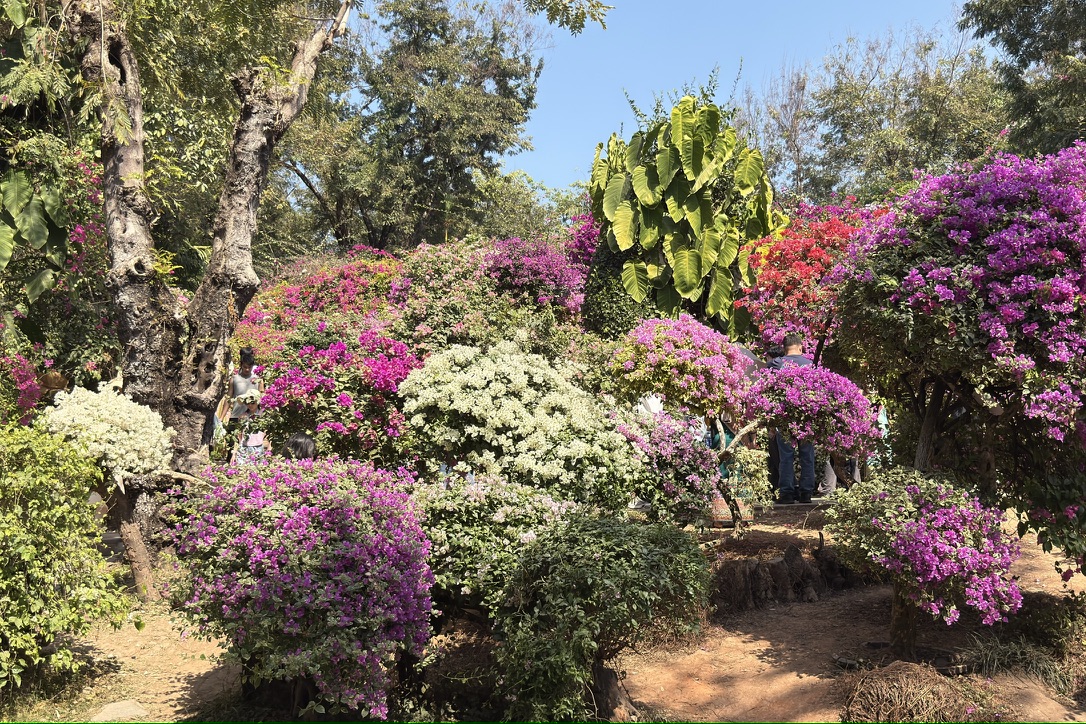 花园里的一角，我娘肯定会喜欢这里。不过这种花的区域小得很，且站满了拍照的人