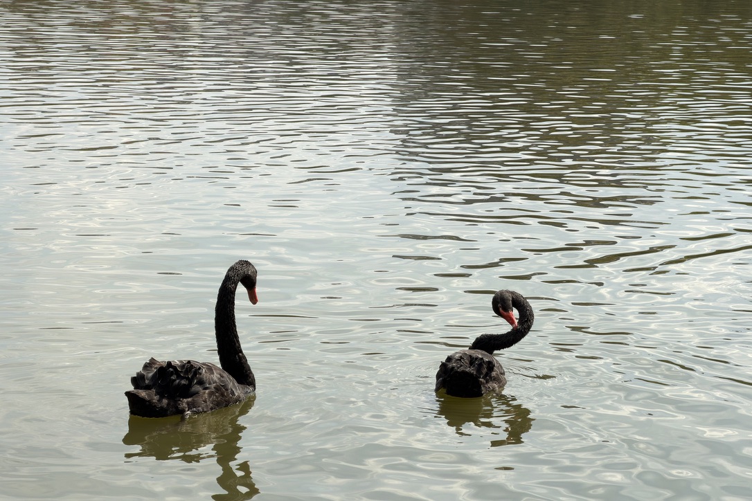 龙桓湖里脖子扭成花的黑天鹅