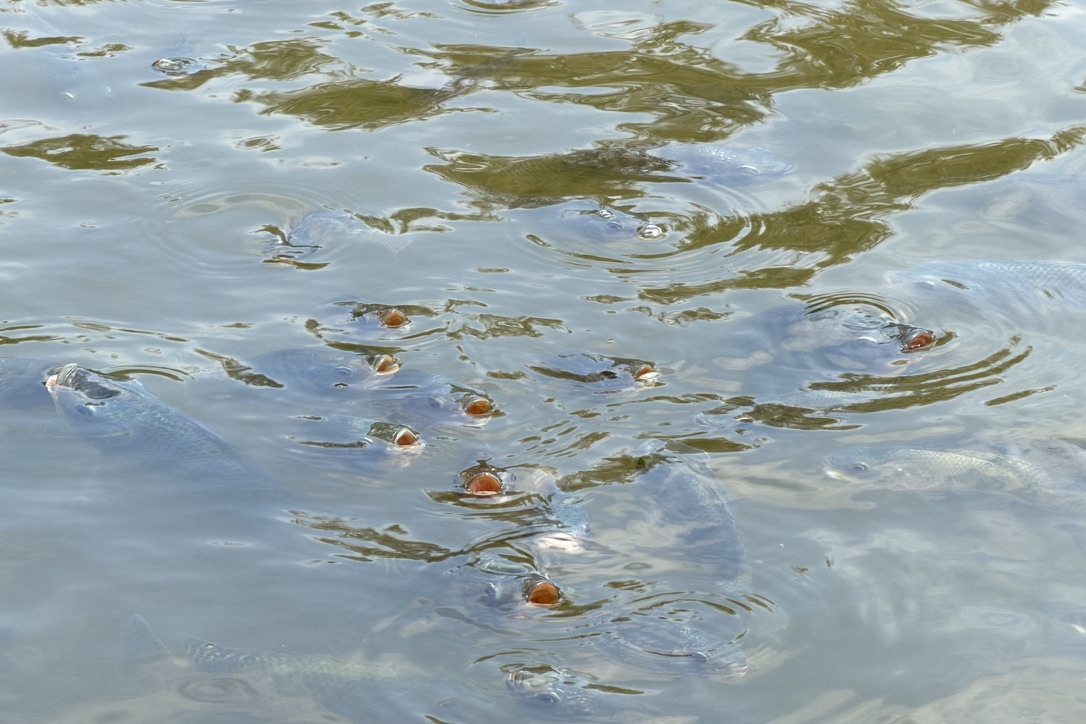 湖边的鱼儿都伸出头来喘气