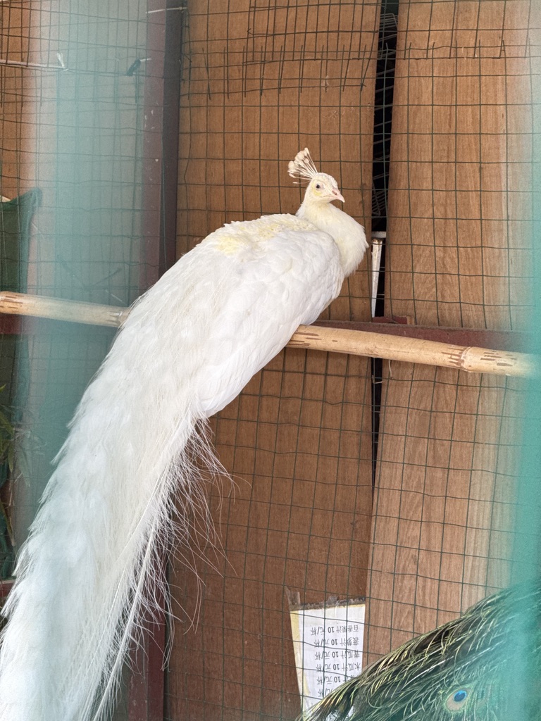 总佛寺里养的白孔雀真是惊艳