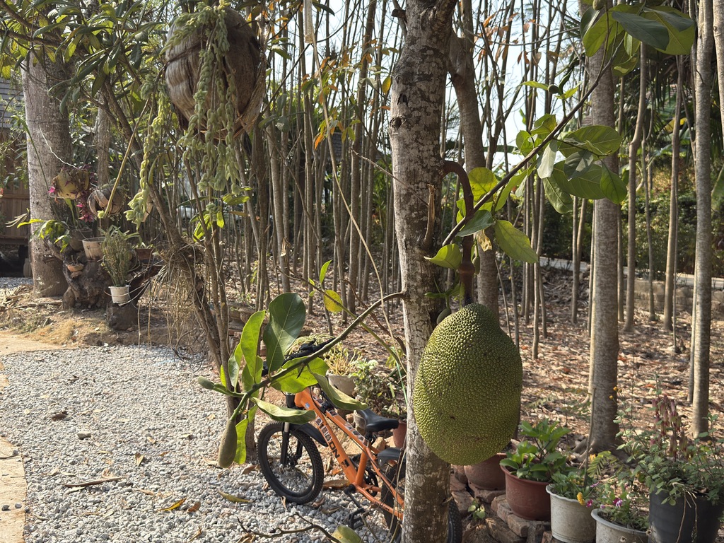 民家门口树上的菠萝蜜