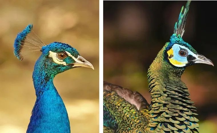 蓝孔雀（左）和绿孔雀（右）