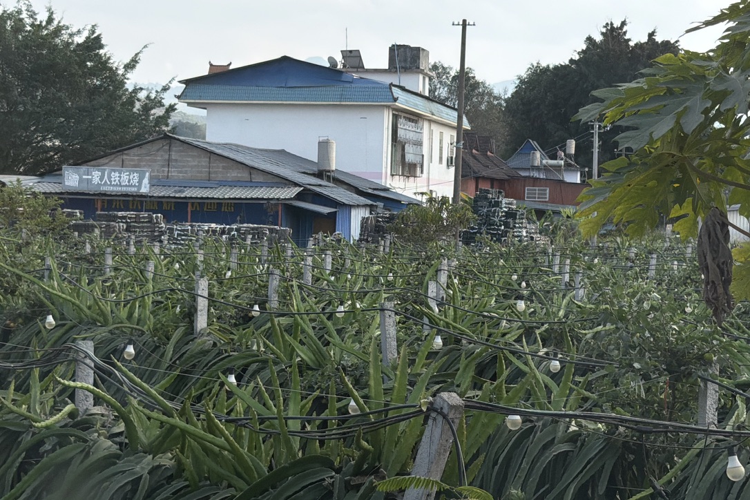 挂灯的火龙果田