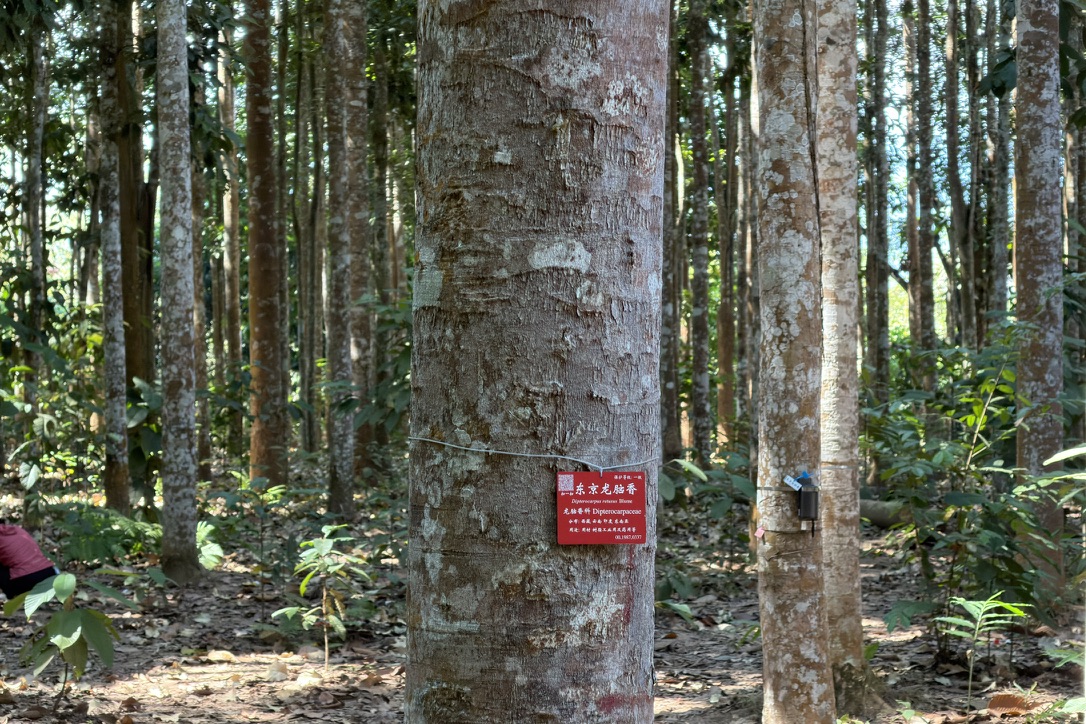 龙脑香林里,没有找到掉落的种子