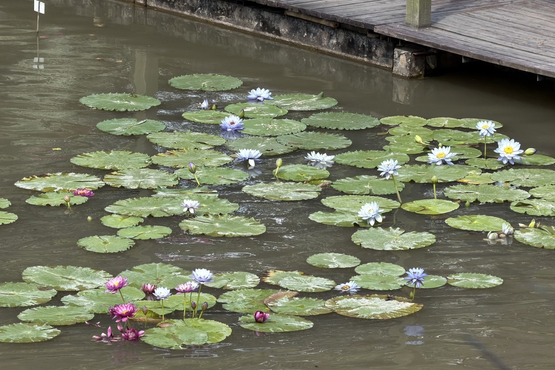 稀稀拉拉的睡莲们