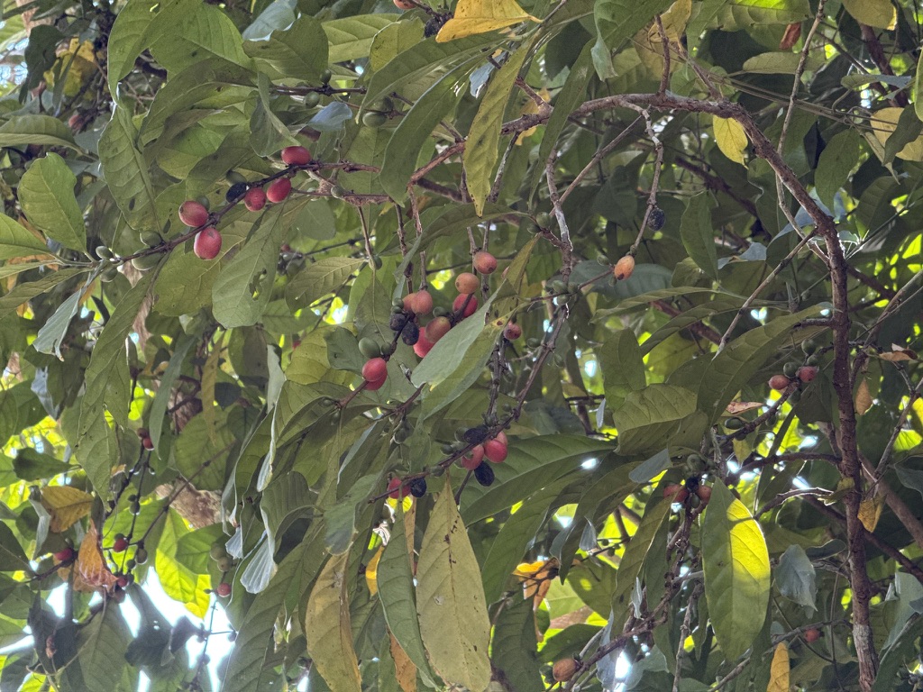 利比亚咖啡的大粒儿咖啡豆,品相太烂了,过两天看我们在普洱去的咖啡庄园