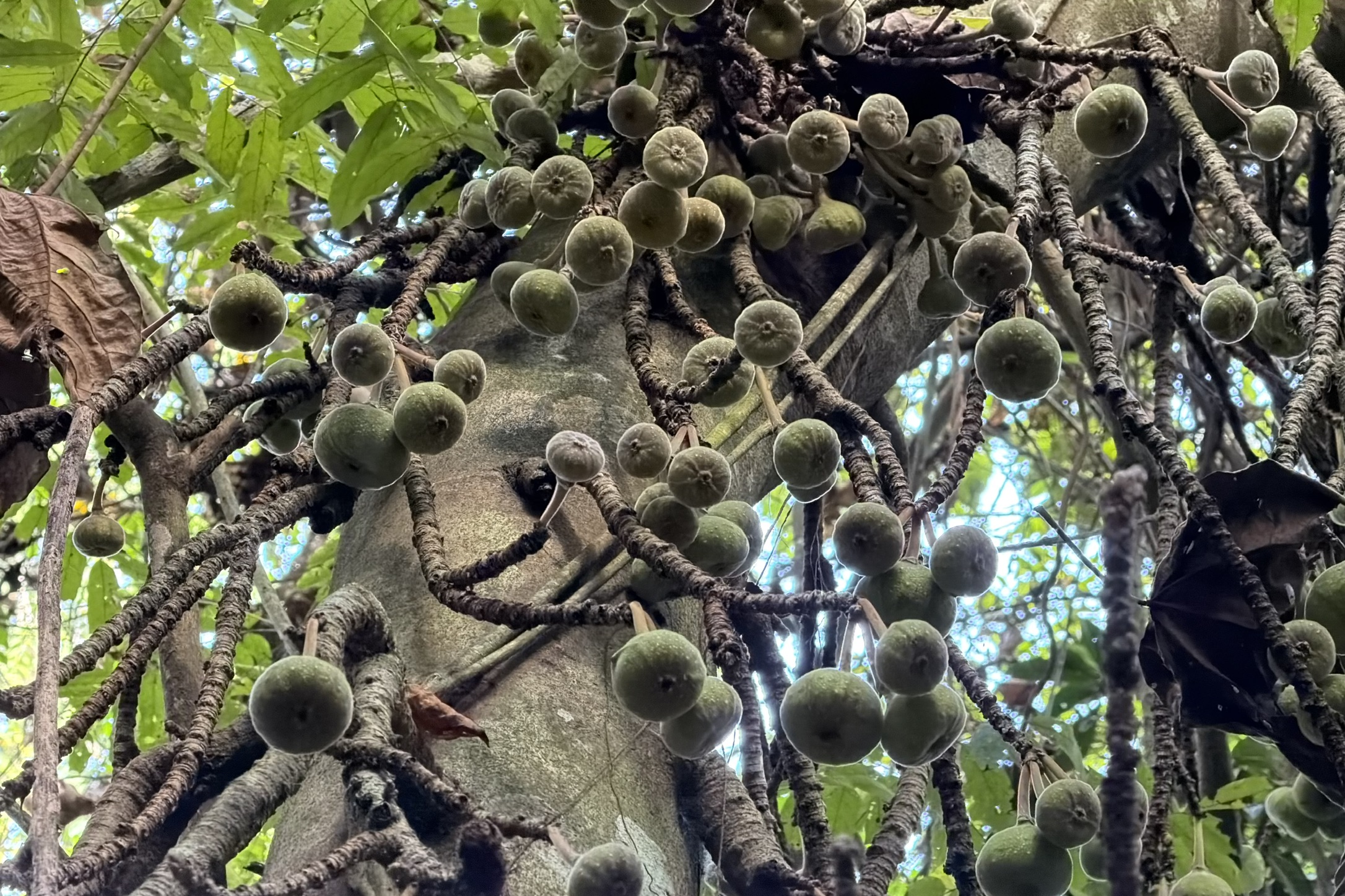 大果榕,看着非常克苏鲁