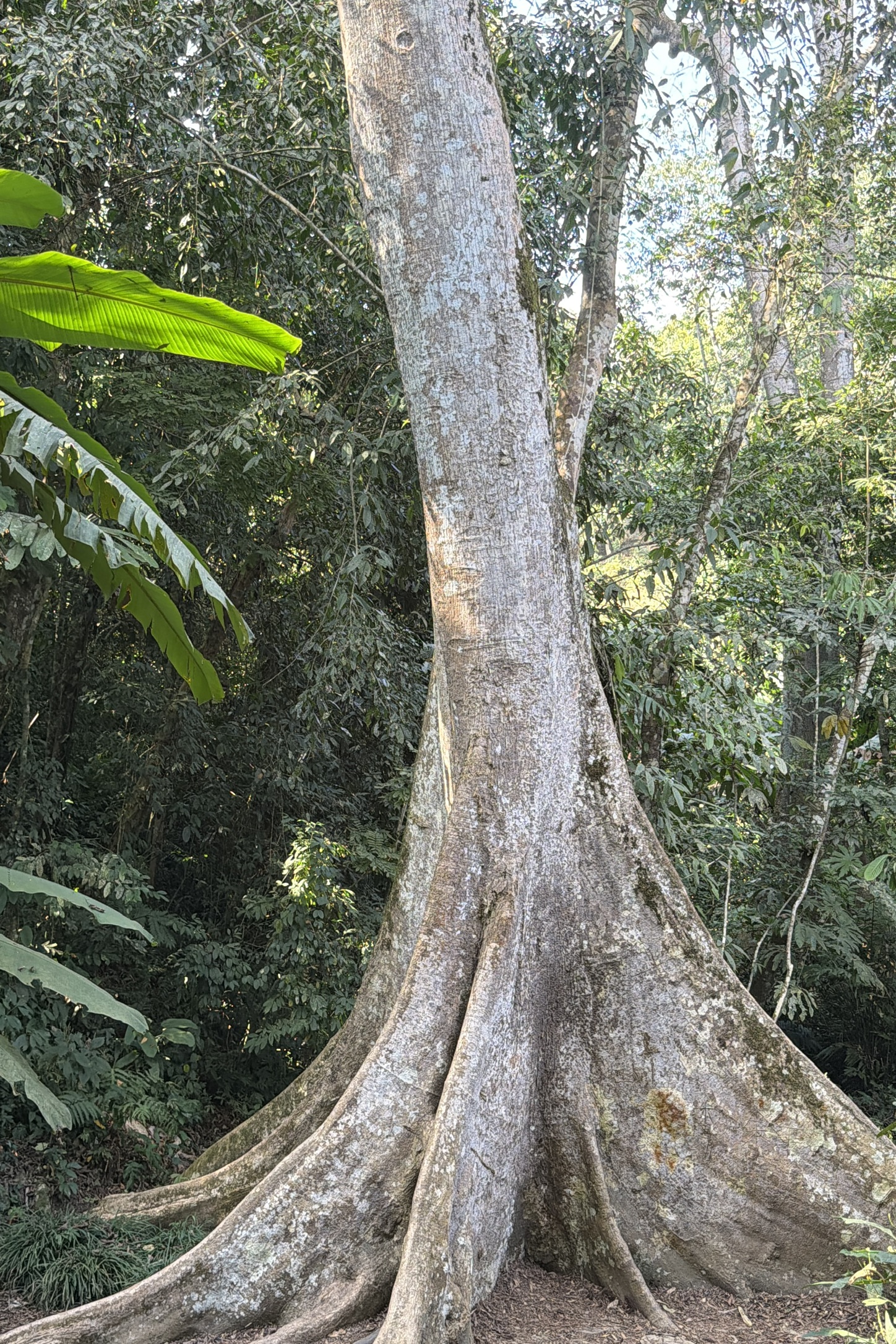 长成「板根」的树,如果你看不出有啥,请看下一张