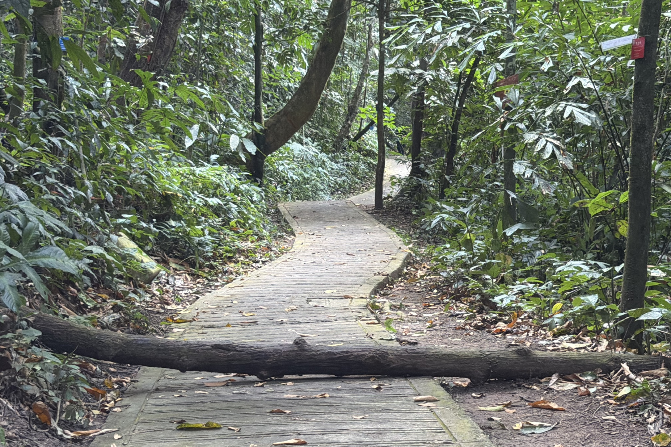 植物园里有不少这样横在马路上的根,但这里他们才是老大,跳过去吧