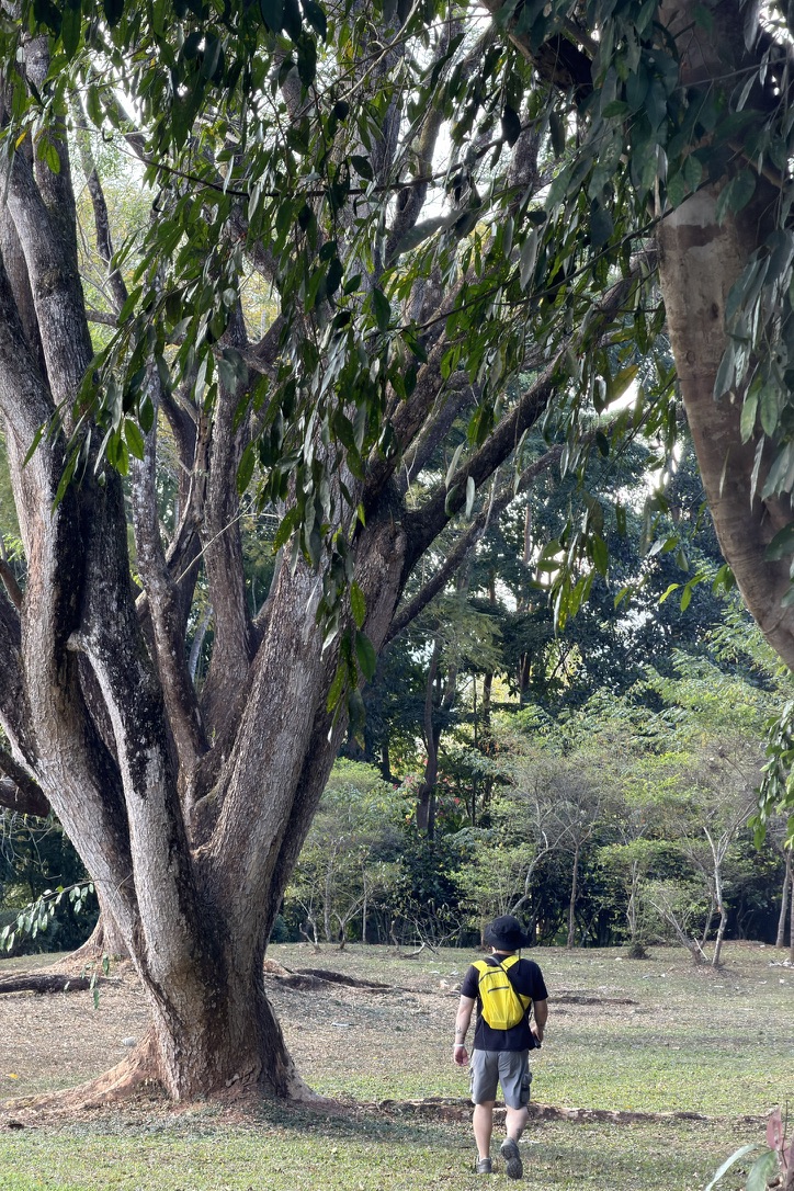 在植物园里,毛属于中小型动物