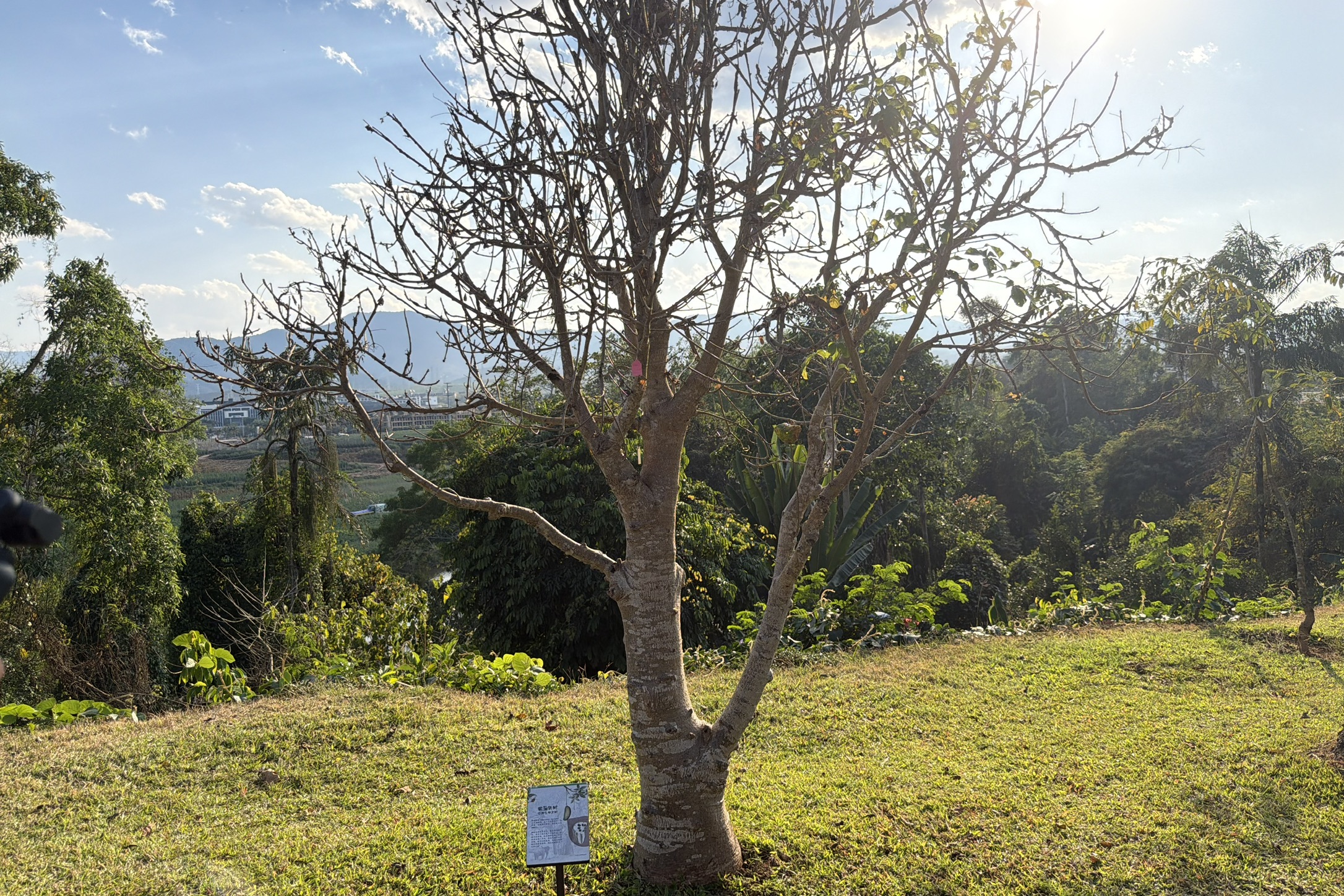 在植物园里的微型猴面包树