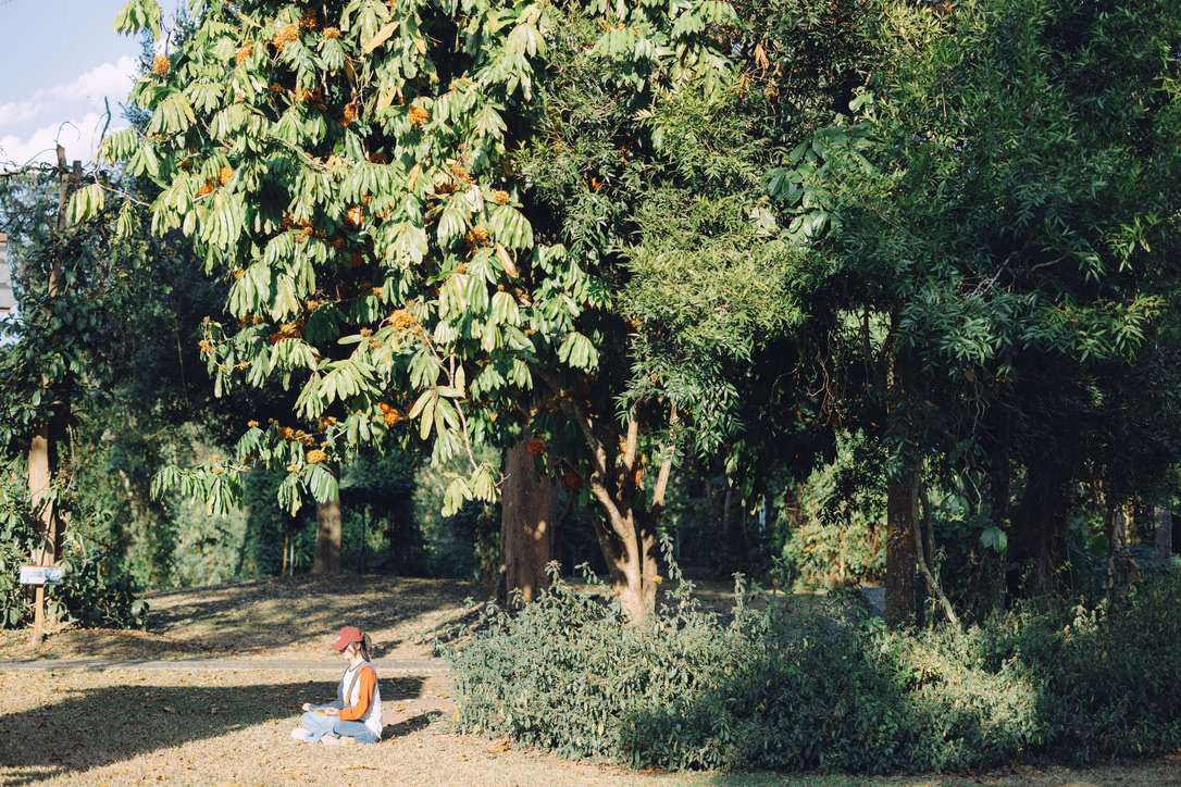 无忧树,据说在树下静坐可以忘记悲伤和烦恼