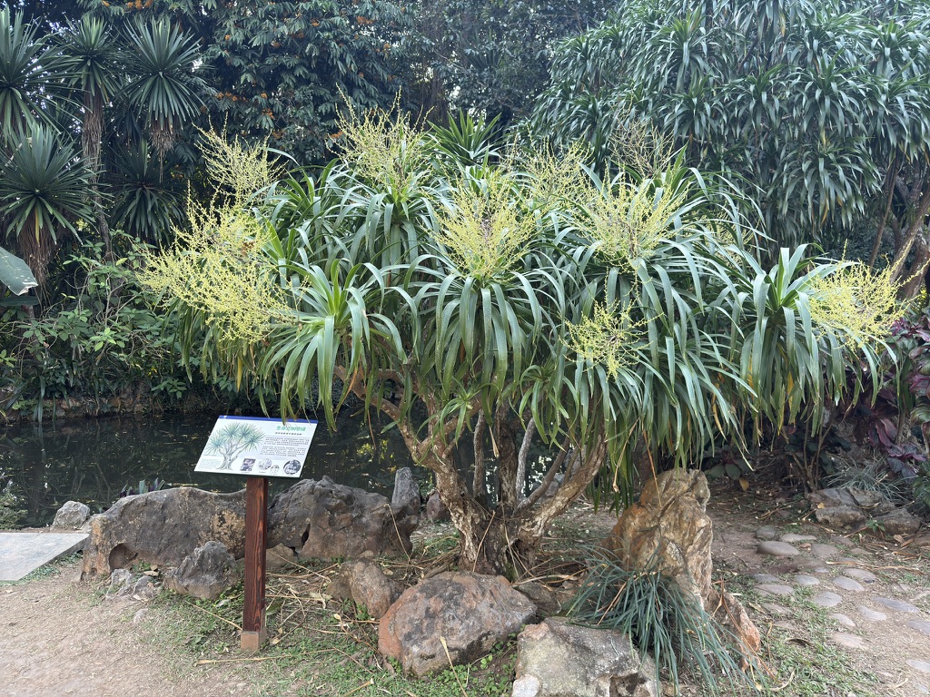 这一株是中科院西双版纳热带植物园的创始人蔡希陶教授手植