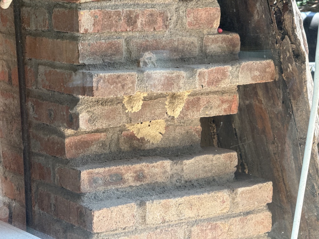 屋外的墙上有野蜂筑巢