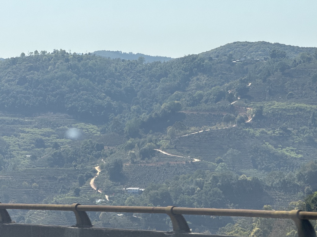 这样咖啡、茶混合种植的梯田是这边的标准配置