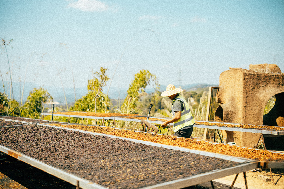 咖啡豆晾晒场