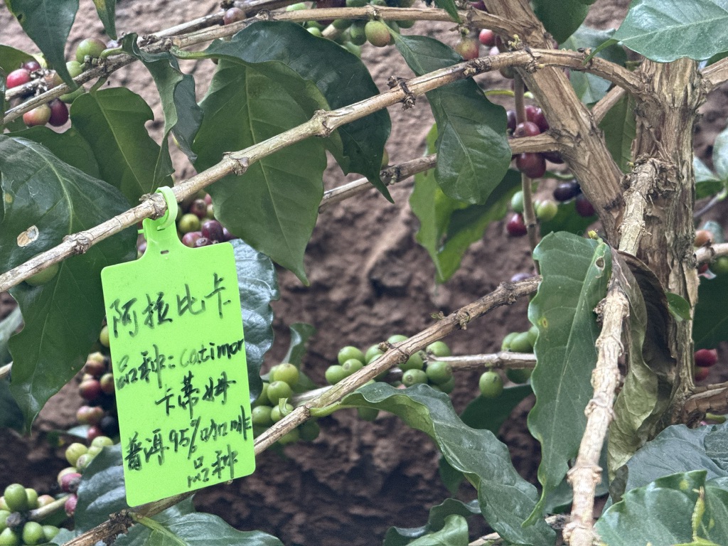 刚才喝的卡蒂姆就是这个品种的树