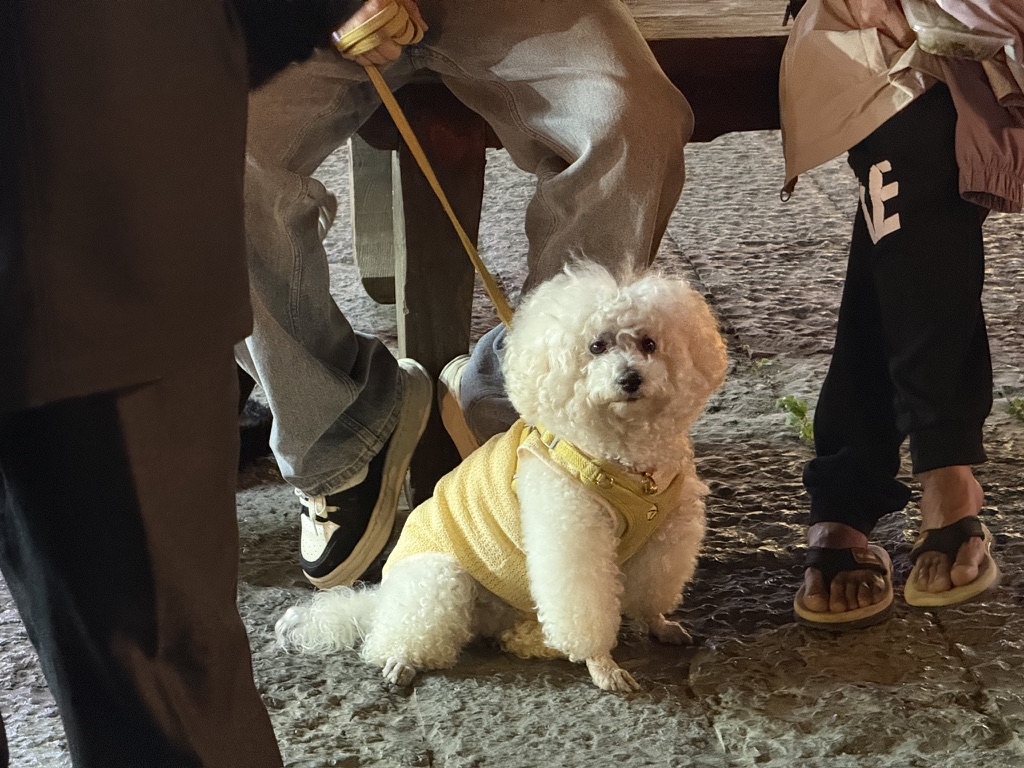 人山人海中粗糙而迷茫的类纸犬类