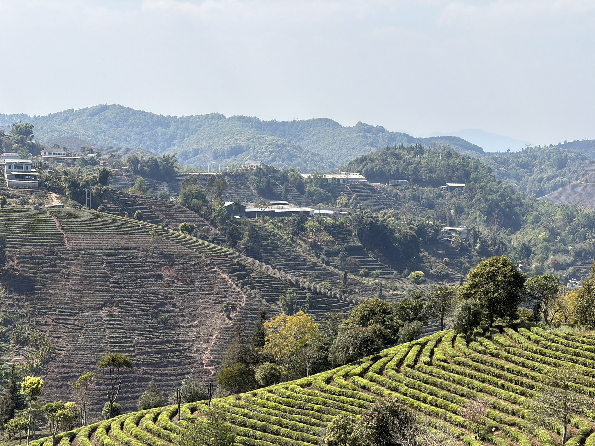 万亩茶田,梦回龙坞