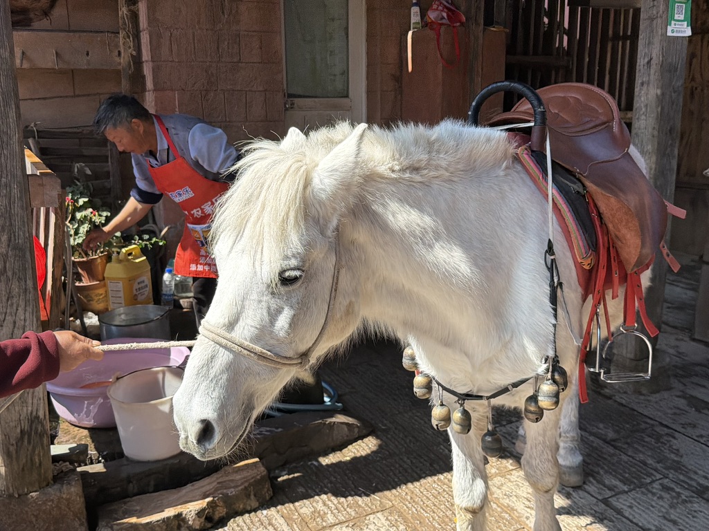拉活儿的小矮马