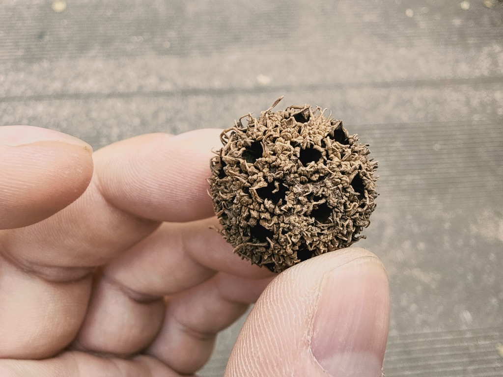 地上捡到一个奇怪的种子,有点克苏鲁,也有点乐高积木,恙一眼认出这是中药材路路通。