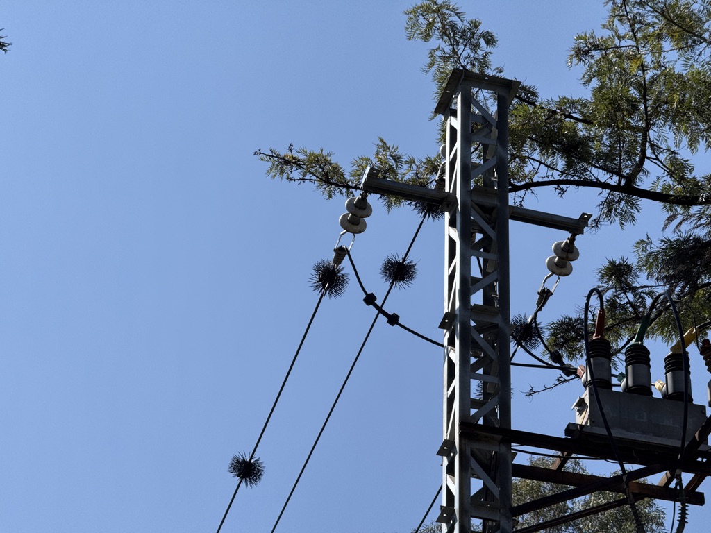 恙跟我说抬头看海胆，我找了半天才发现在电线上