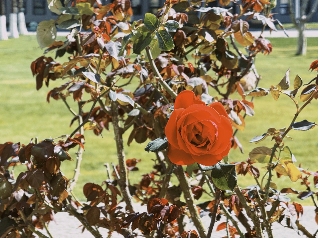 右面那朵花美丽得有如意外