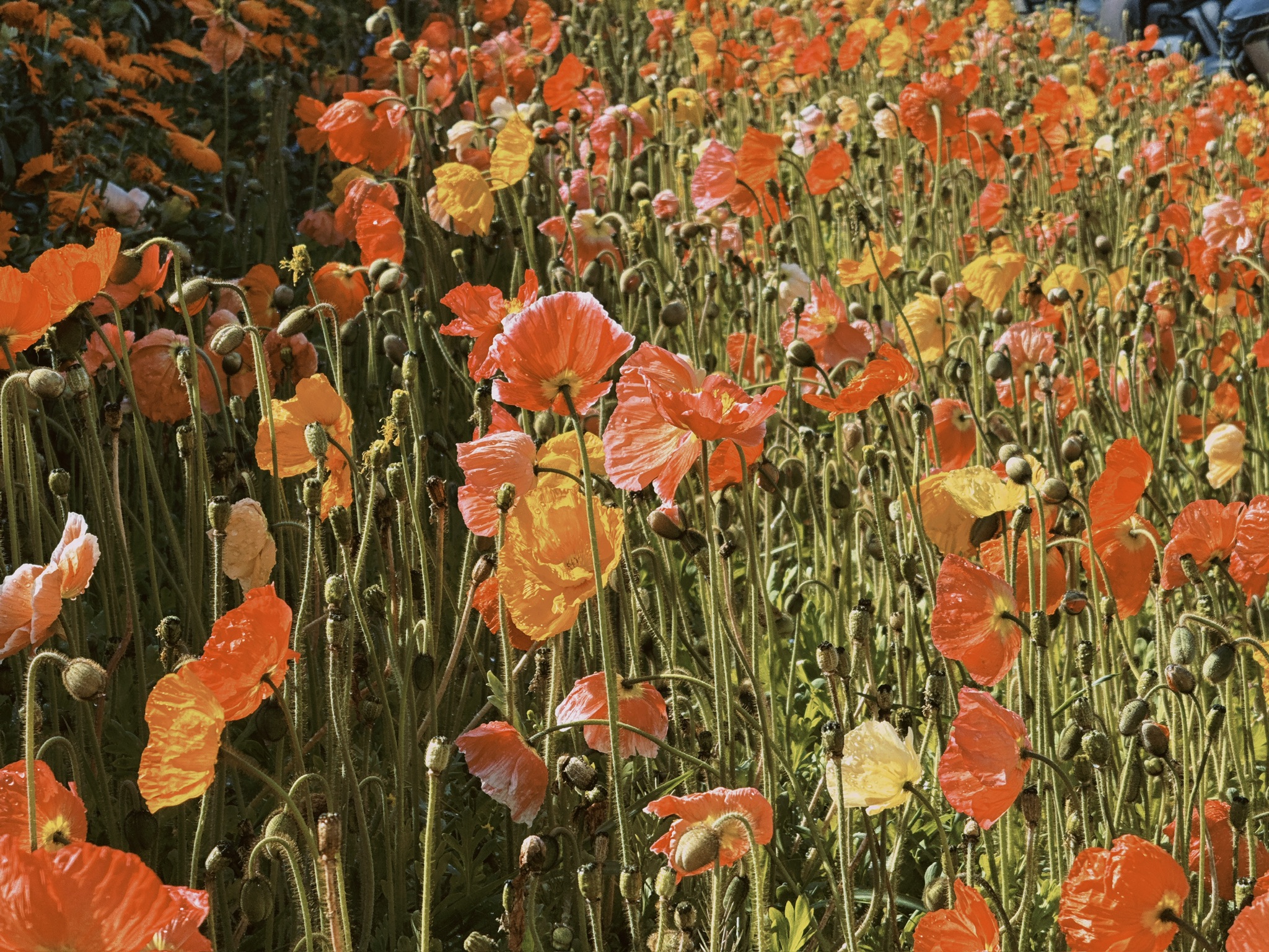 门口的虞美人（野罂粟）