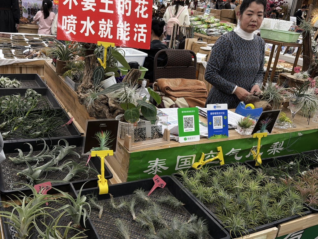 神奇的空气凤梨，不要土，喷点水就能活