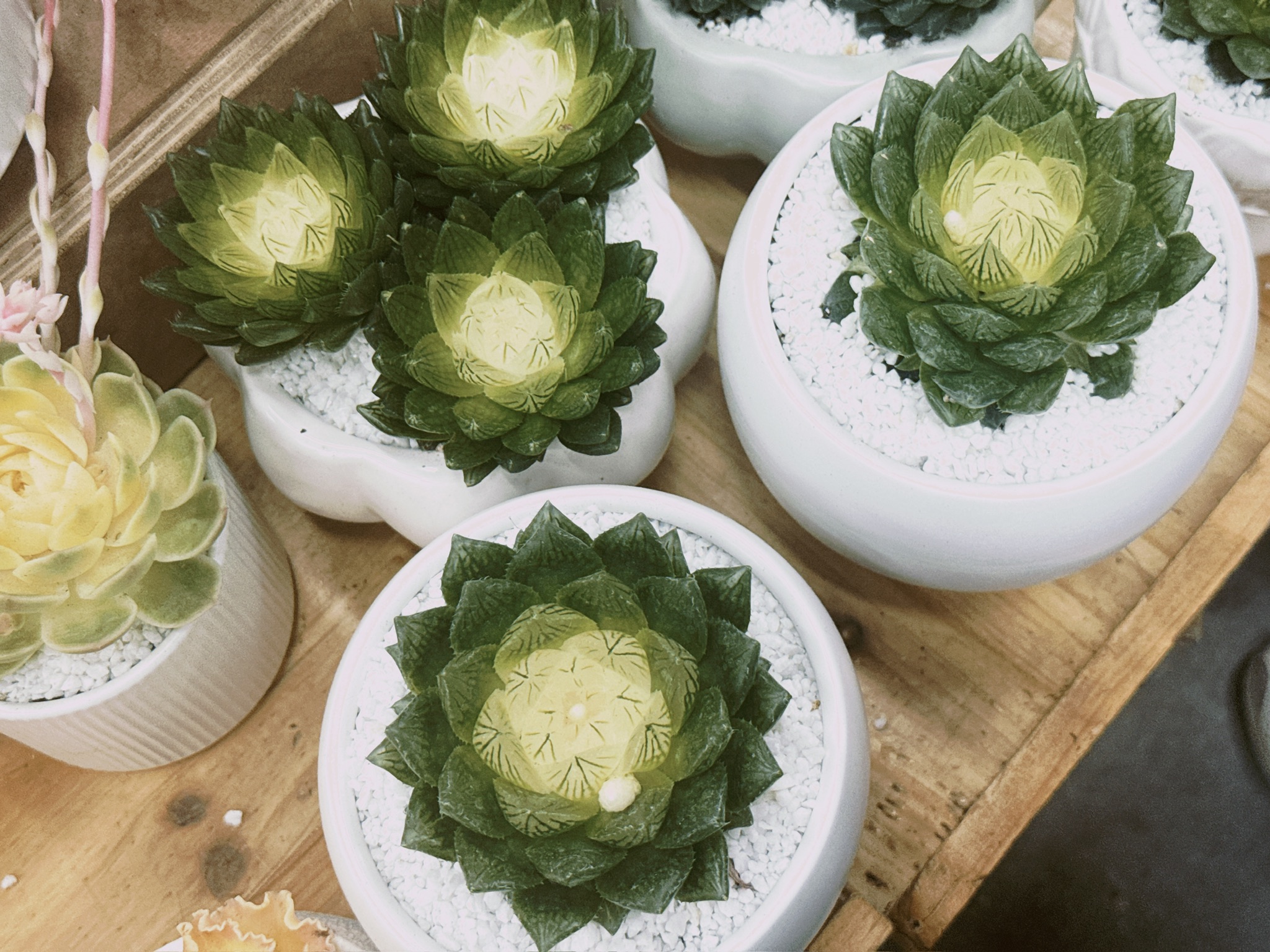 宝莲灯玉露，也是药锦。樱水晶玉露经过人工 “药锦” 处理后的产物