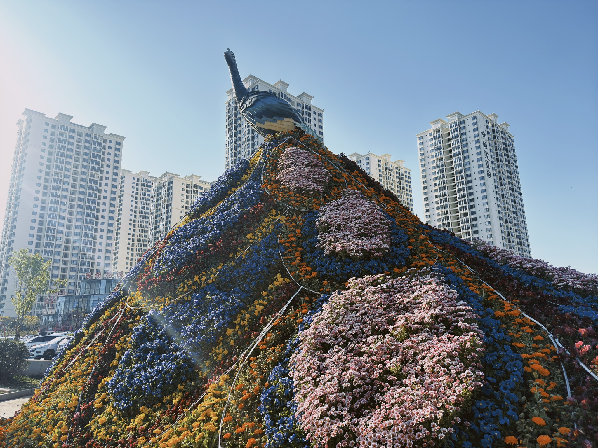 这个鲜花织就的孔雀尾好厉害