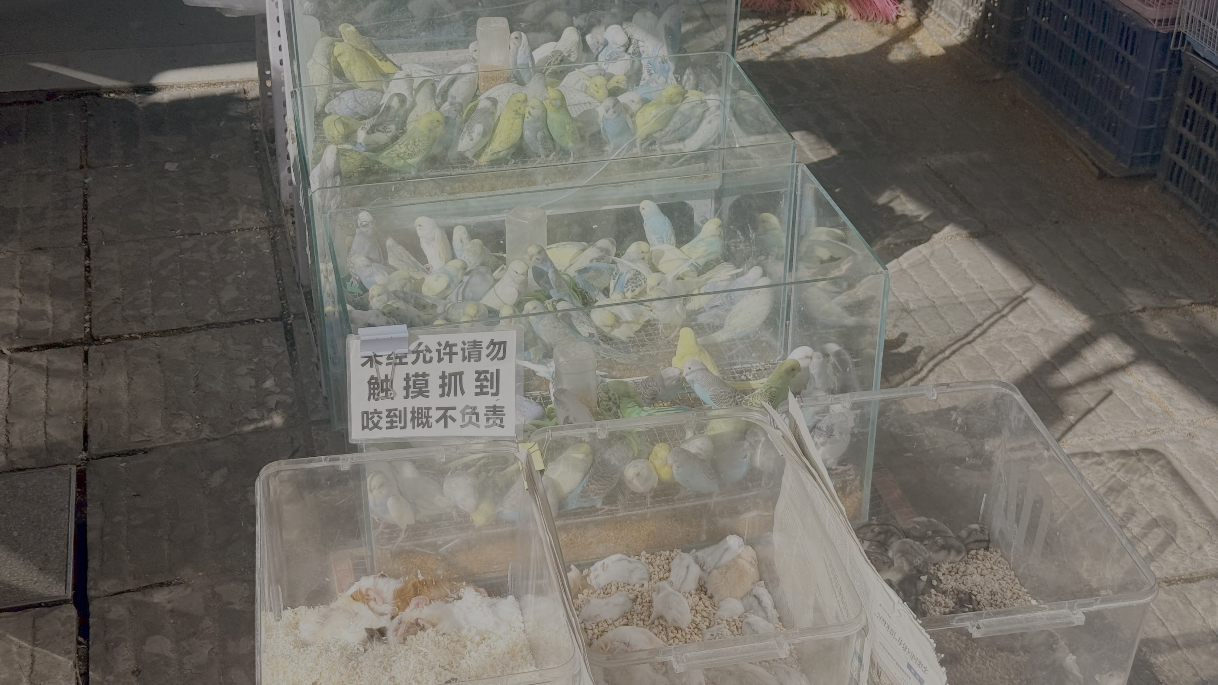 这一大堆鸟儿和仓鼠