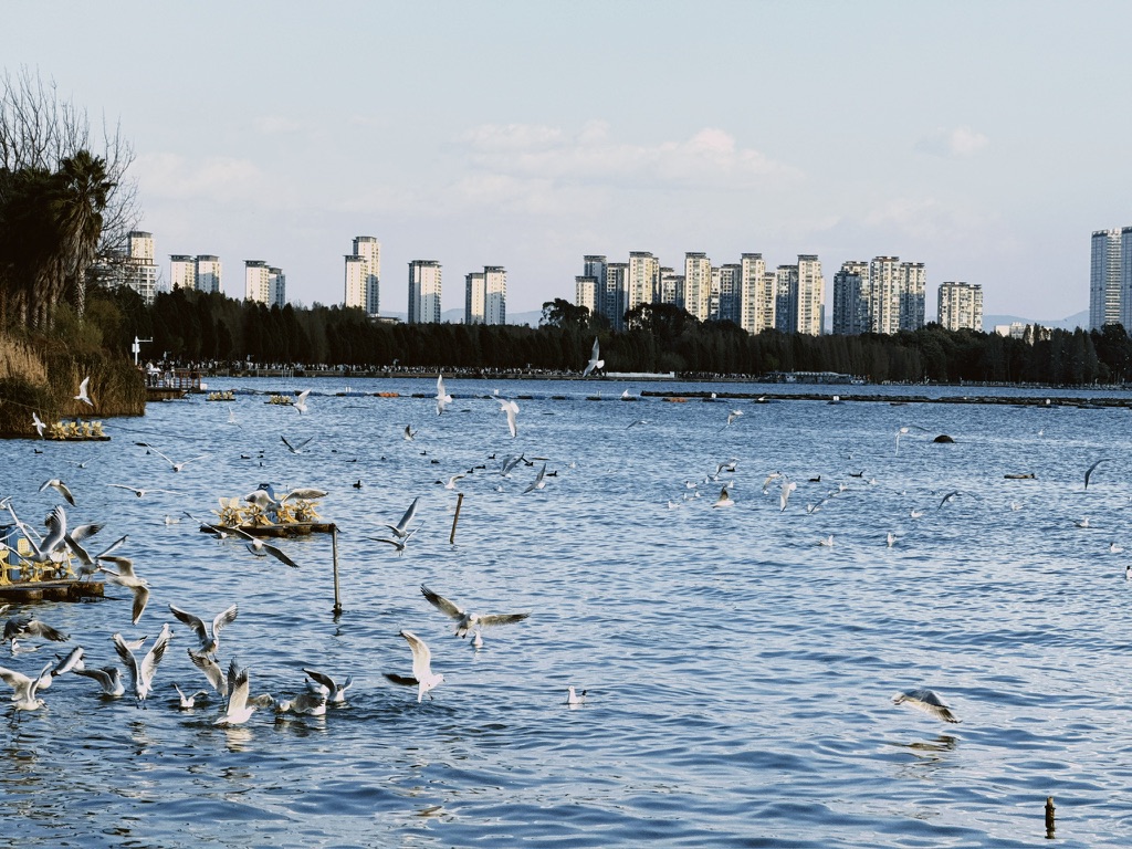 湖滨西路的海鸥