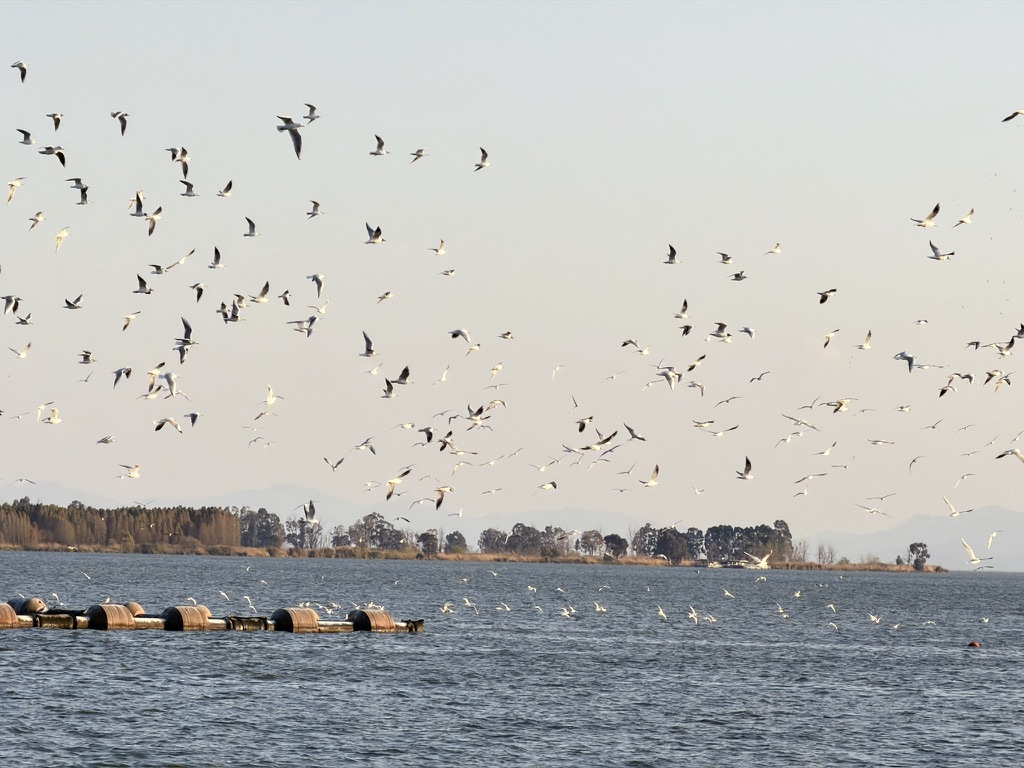 忽然起飞的海鸥们