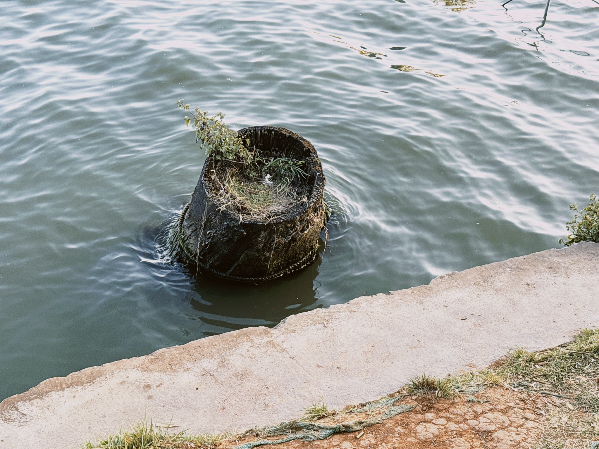 怎么还有在滇池里的大树干