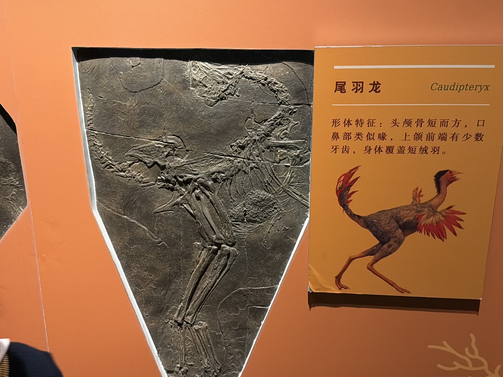 尾羽龙的骨化石，甚至比始祖鸟还帅