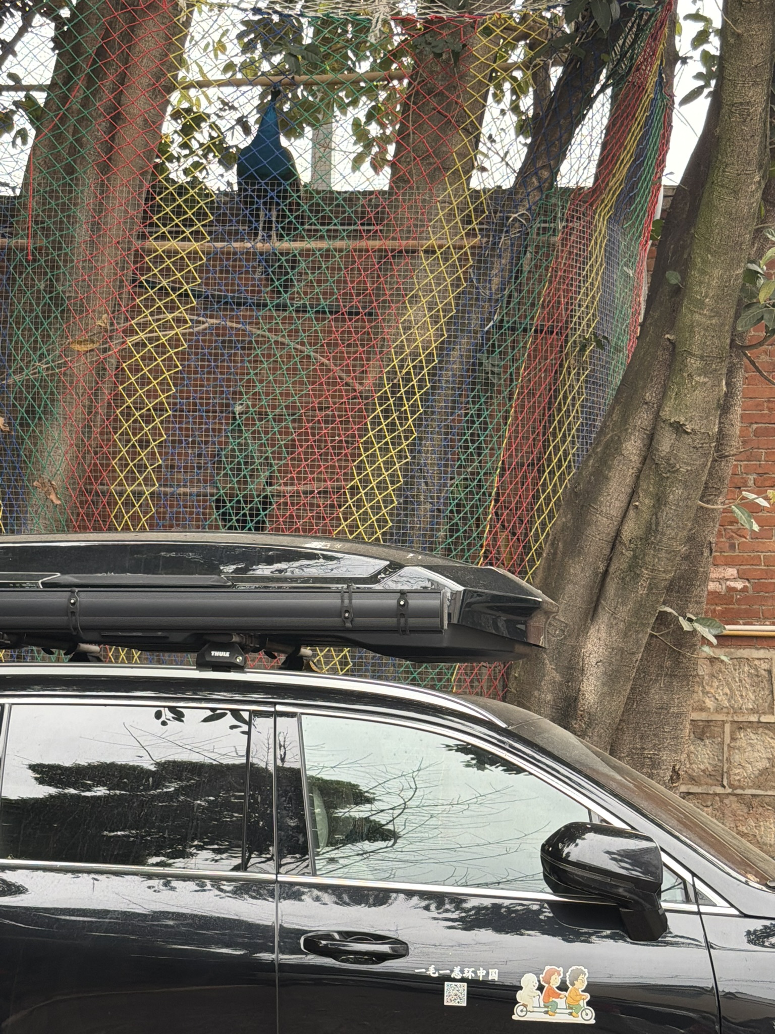 酒店里养孔雀,雀食是第一次见