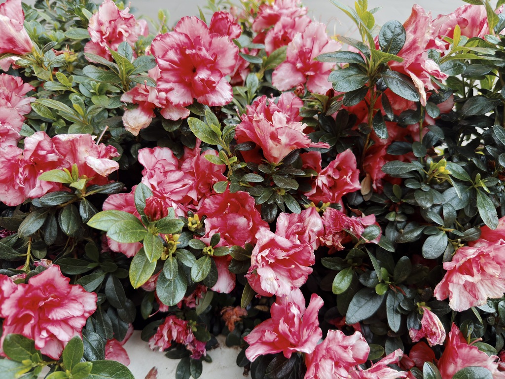 公园里的杜鹃花开得很灿烂,干干净净