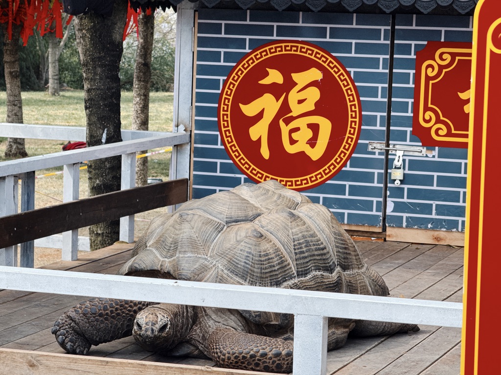 山顶还有人弄了两只很大的陆龟,十块钱上来摸一把,只有你想不到,没有做不了的生意