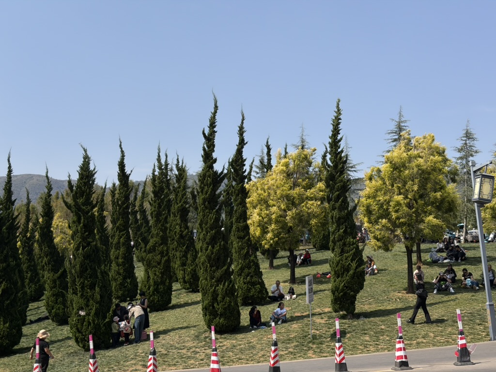 这种像火焰一样的松树很帅捏