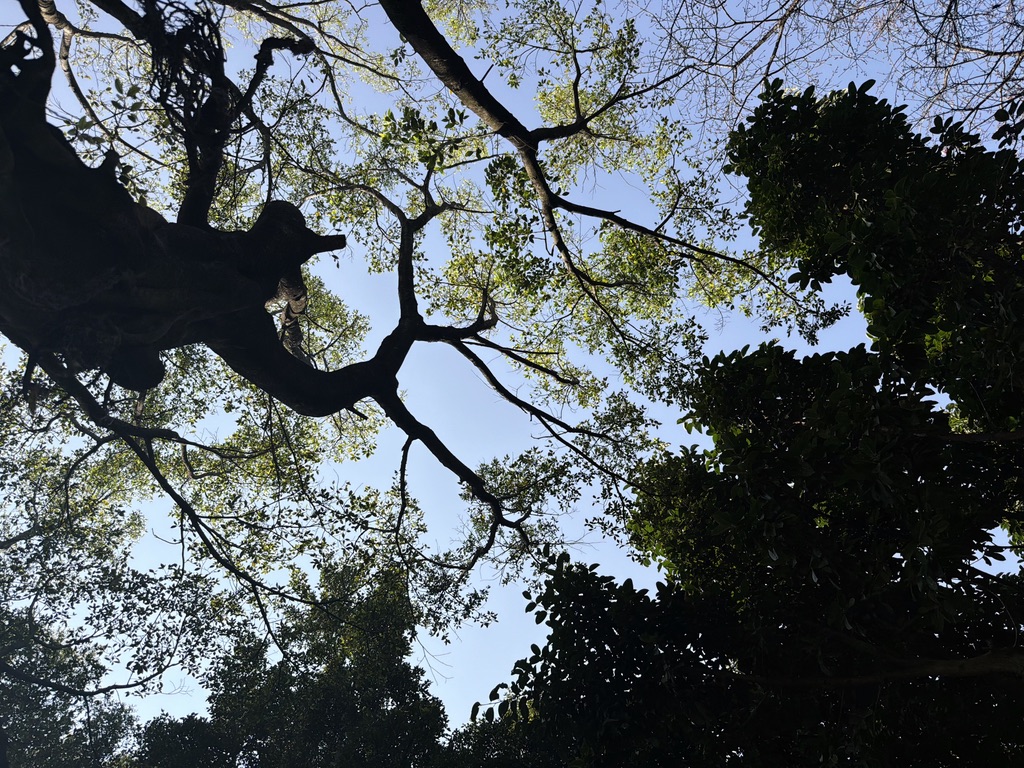 而恙从下往上看是这样的