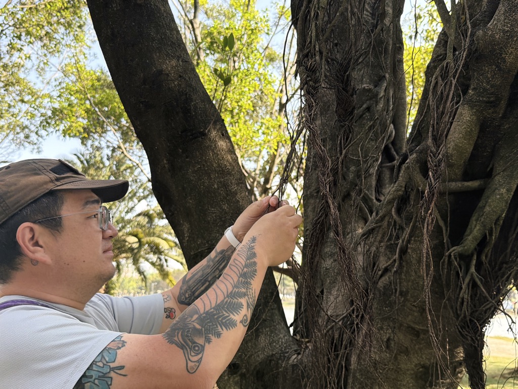 看到边上的树须被人编成了辫子,毛也忍不住编了一组