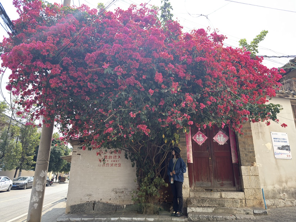 一树开得灿烂的三角梅