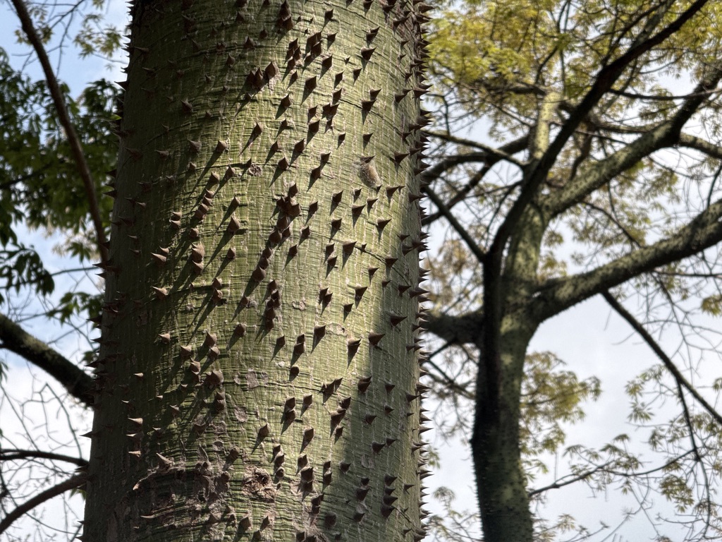 树干上环绕着无数刺的美人树