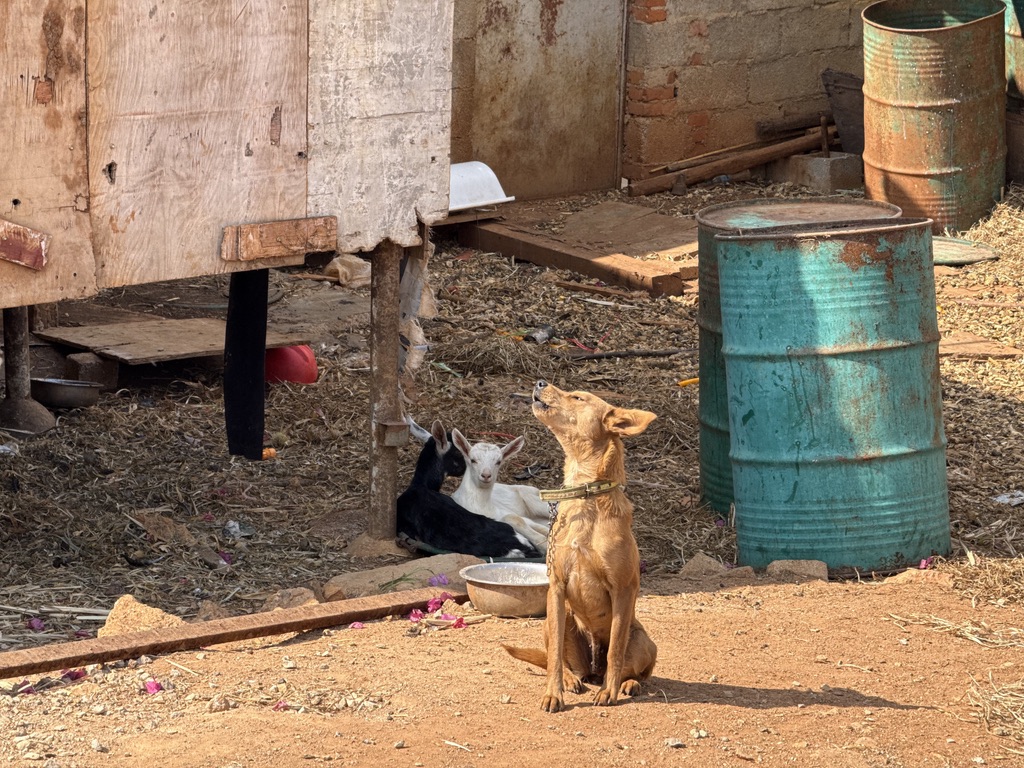 象征性地叫两声