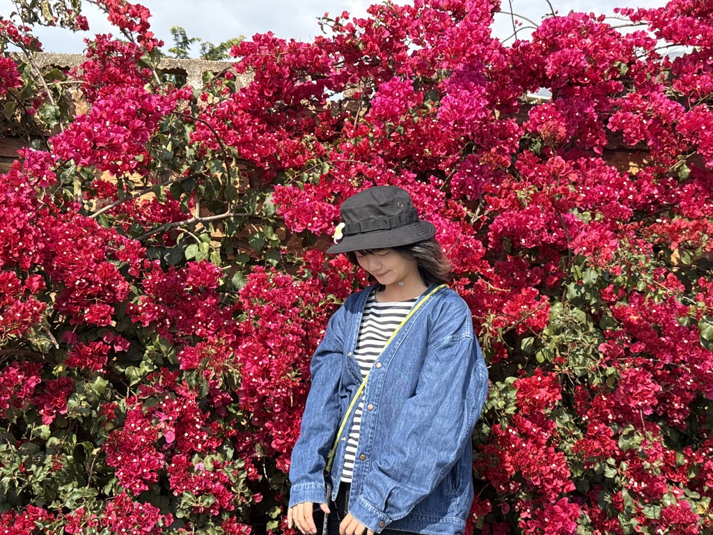 这里也有很大一片三角梅