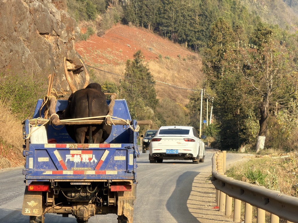 三轮车运大水牛