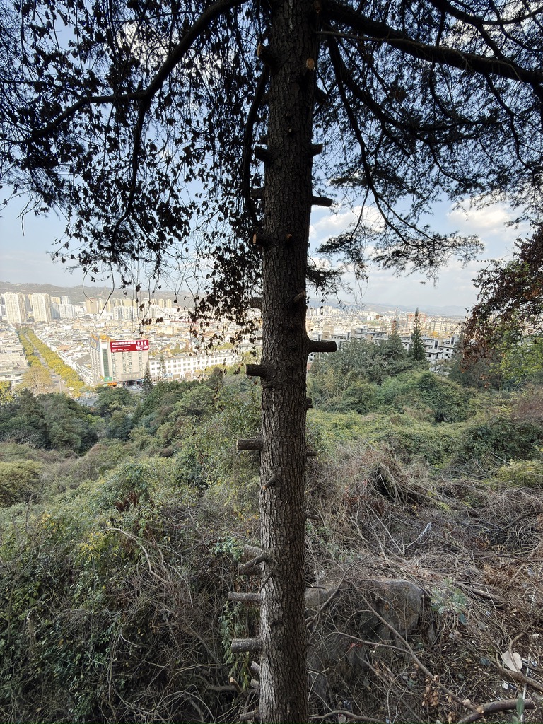 把树砍成这样是为了爬吗