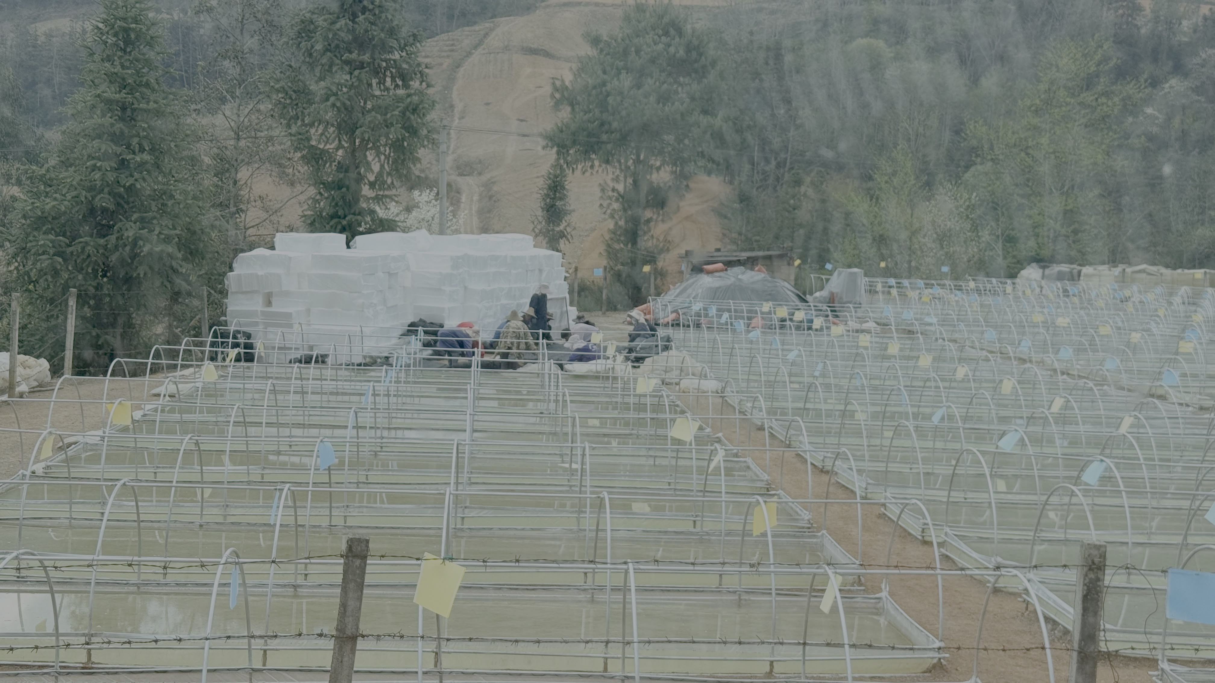 路上这在陆地上摆水池子，似乎是水培中药