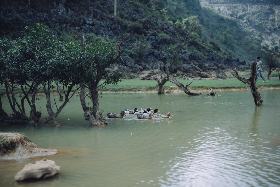 一群鸭鸭在水里快乐地游水